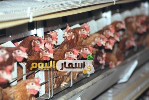 أسعار الفراخ و الدواجن والبط والبيض وأعلاف الدواجن في مصر اليوم