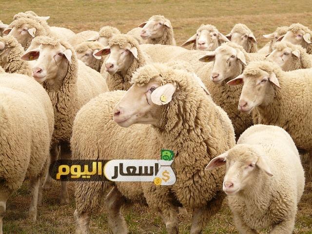 اسعار الخرفان الصغيرة فى مصر 2017