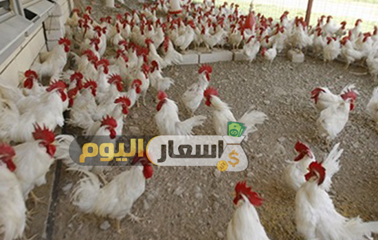 Photo of أسعار الدواجن اليوم ومشتقاتها فى مصر الجمعة 1-12-2023 محدث