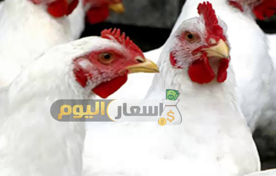 Photo of اسعار الدواجن اليوم بورصه الحاج منير السقا اليوم الجمعة 09-6-2023
