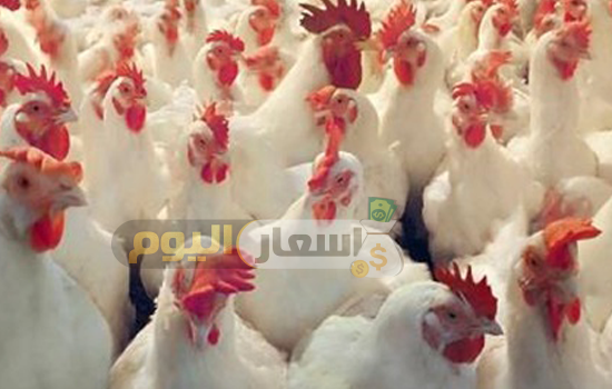 Photo of أسعار الدجاج في السعودية 2023- اسعار الدواجن السعودية بعد رفع اسعار السلع