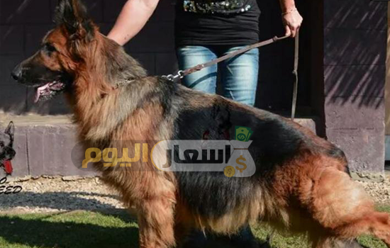Photo of أسعار الكلاب في مصر 2024