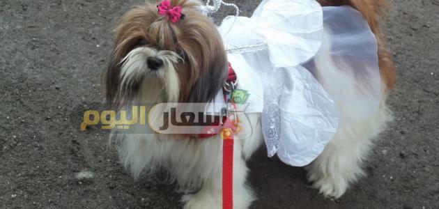 Photo of اسعار الكلاب اللولو 2024 اخر تحديث
