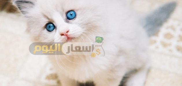 Photo of أسعار القطط الشيرازي 2024