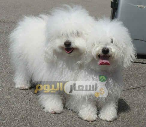 Photo of أسعار الكلاب اللولو 2024