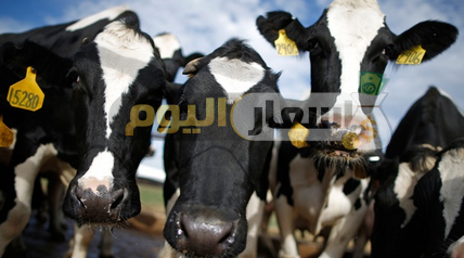 Photo of أسعار اللحوم الحية في مصر اليوم 2023