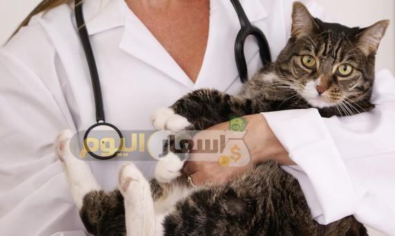 Photo of أسعار تطعيم القطط 2023