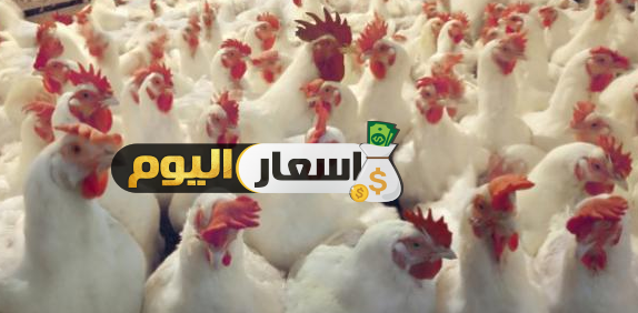 Photo of اسعار الدواجن البيضاء غداً