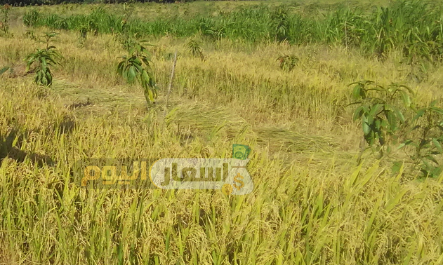 Photo of سعر الأرز الشعير اليوم 2024 اخر تحديث