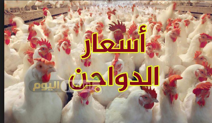 Photo of أسعار الدواجن يوم بيوم الثلاثاء 27-2-2024