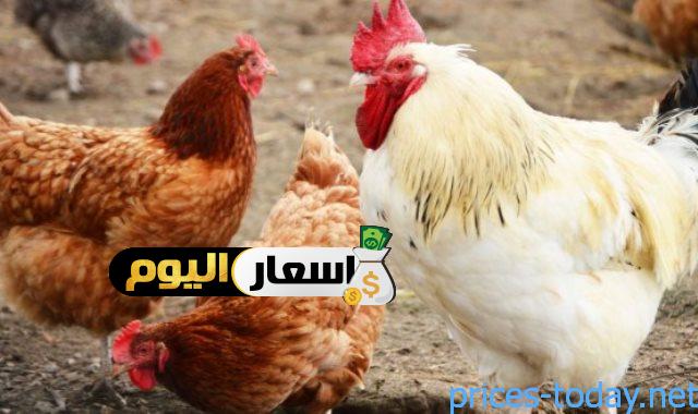 Photo of أسعار الدواجن البلدي اليوم