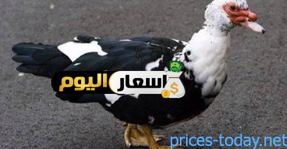 Photo of أسعار البط البلدي بالكيلو اليوم تحديث 2023