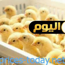 Photo of اسعار الكتاكيت البيضاء في شركة الوادي اليوم