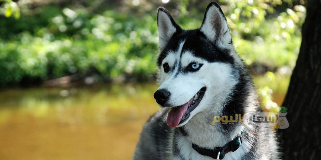 Photo of اسعار كلاب الهاسكي 2024