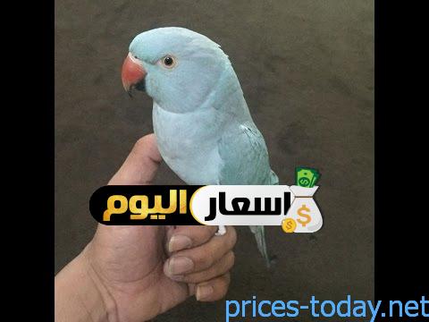 Photo of سعر الببغاء وأنواعه المتاحة في مصر 2024 اخر تحديث