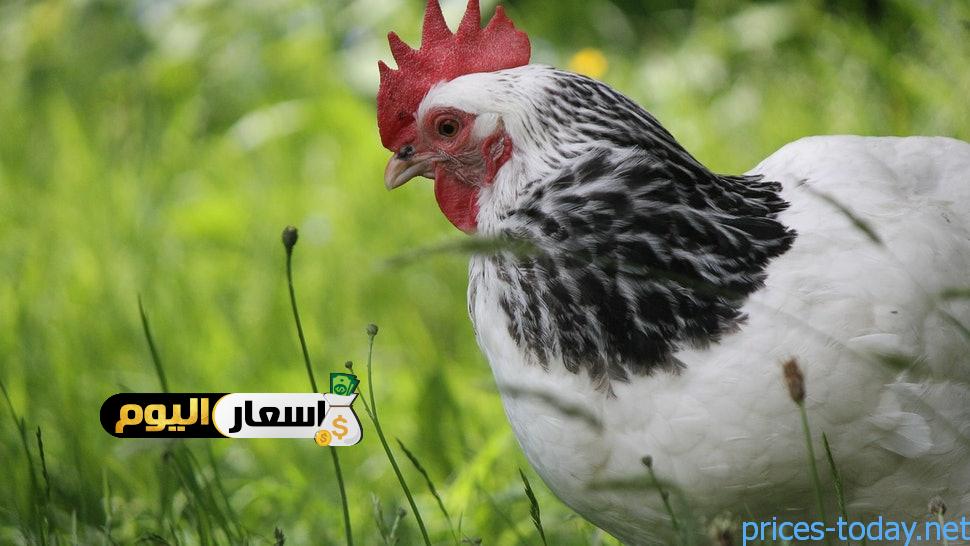 Photo of أسعار الفراخ اليوم فى أسيوط
