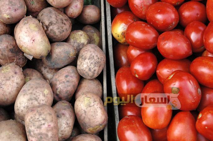اسعار البطاطس والطماطم اليوم