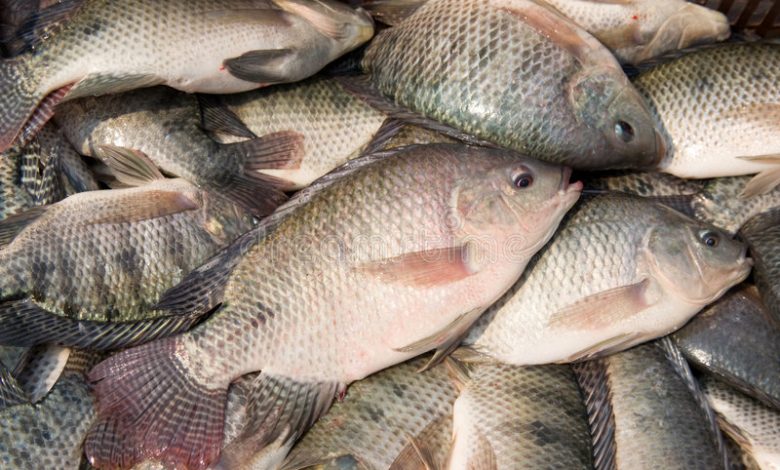 أسعار السمك اليوم في القاهرة